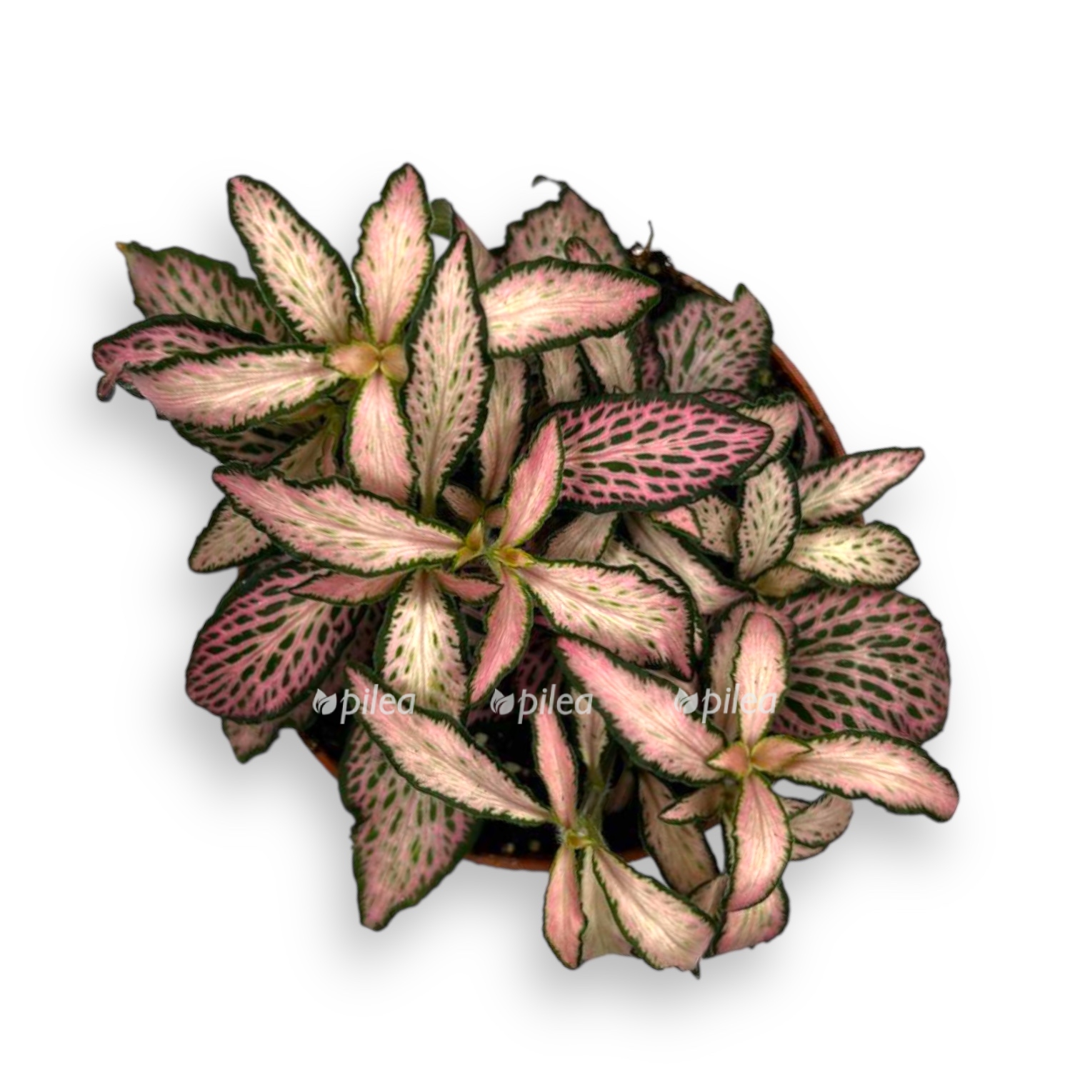 fittoniya zalm forest flejm