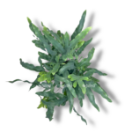 flebodium blyu star