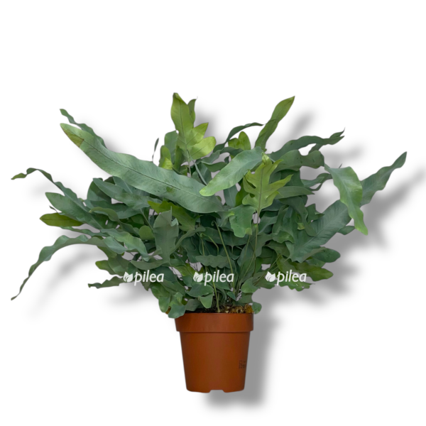 flebodium blyu star e1755016482337