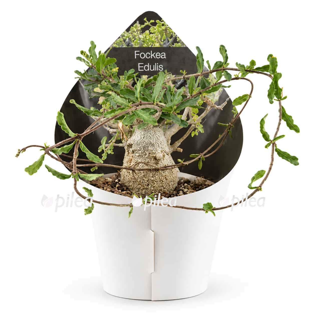 fockea edulis