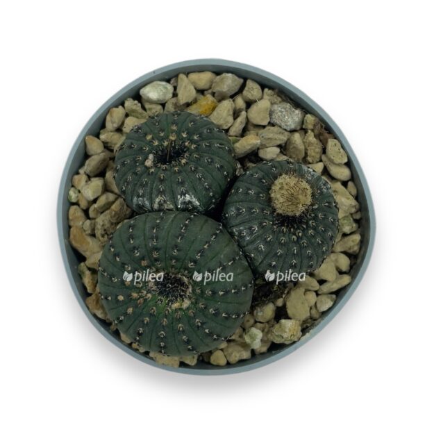 frajelya kastaneya e1770051710269