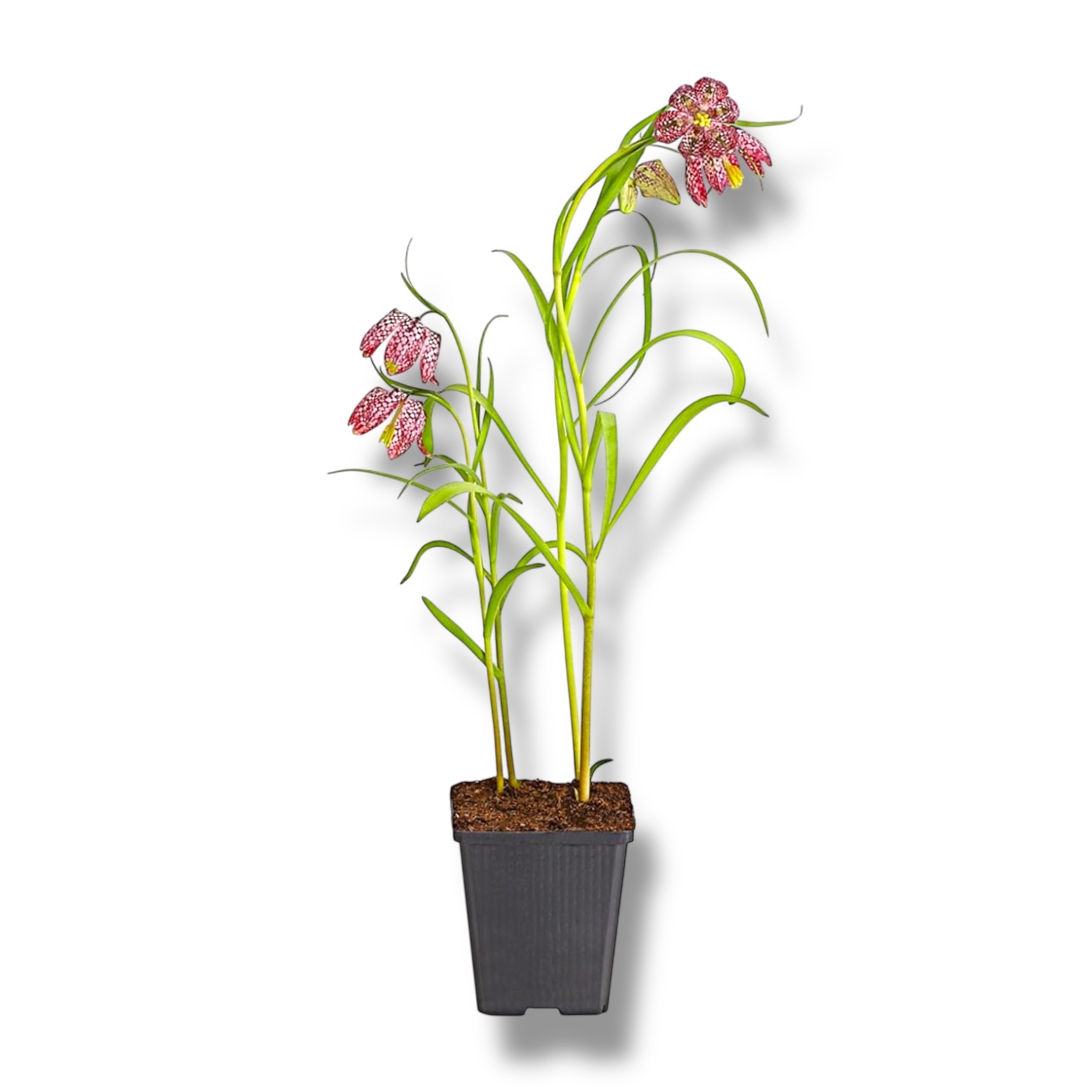 fritillyariya-meleagris.jpeg fritillyariya meleagris