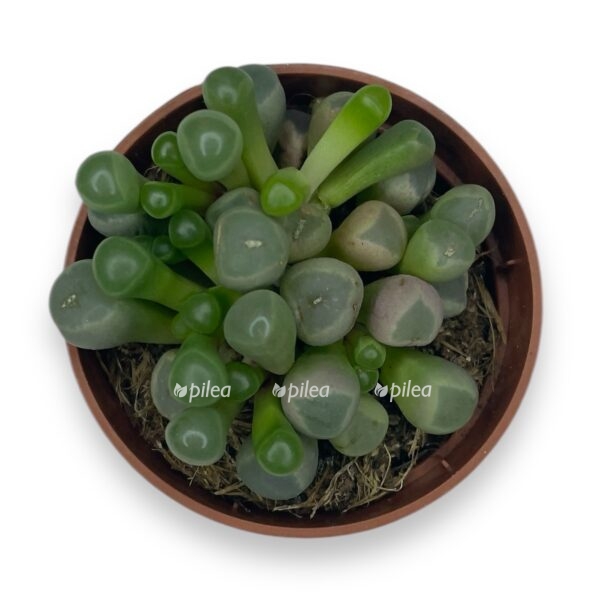 fritiya pulhra e1729773496272