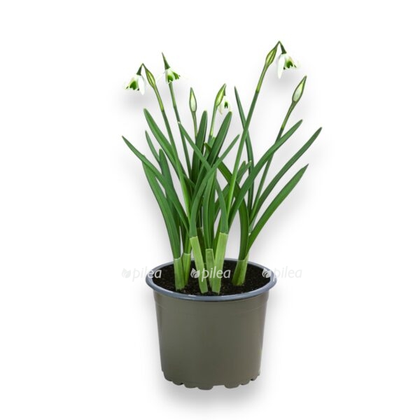 galantus podsnezhnik e1740292316817