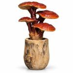 ganoderma lucidum