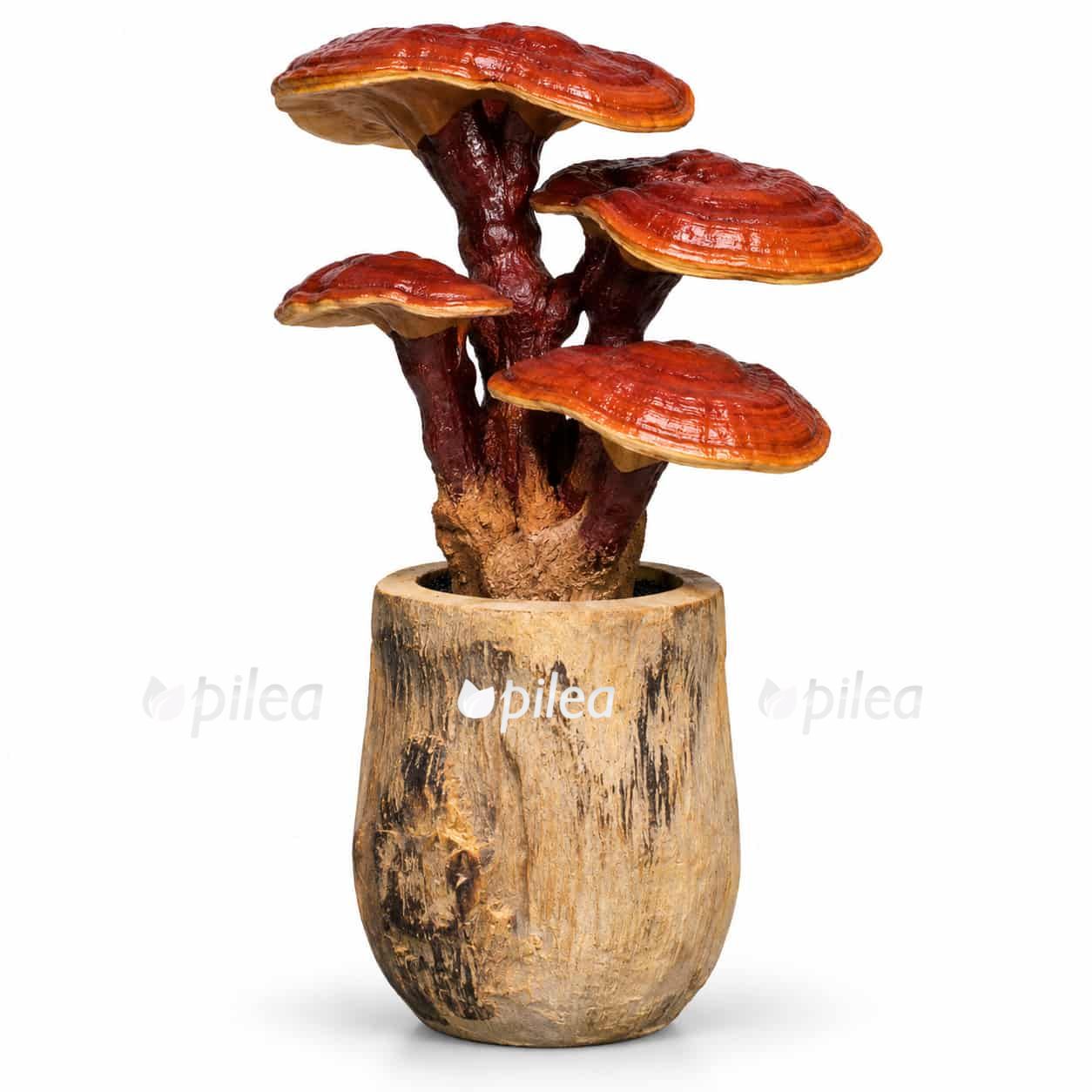 ganoderma-lucidum ganoderma lucidum