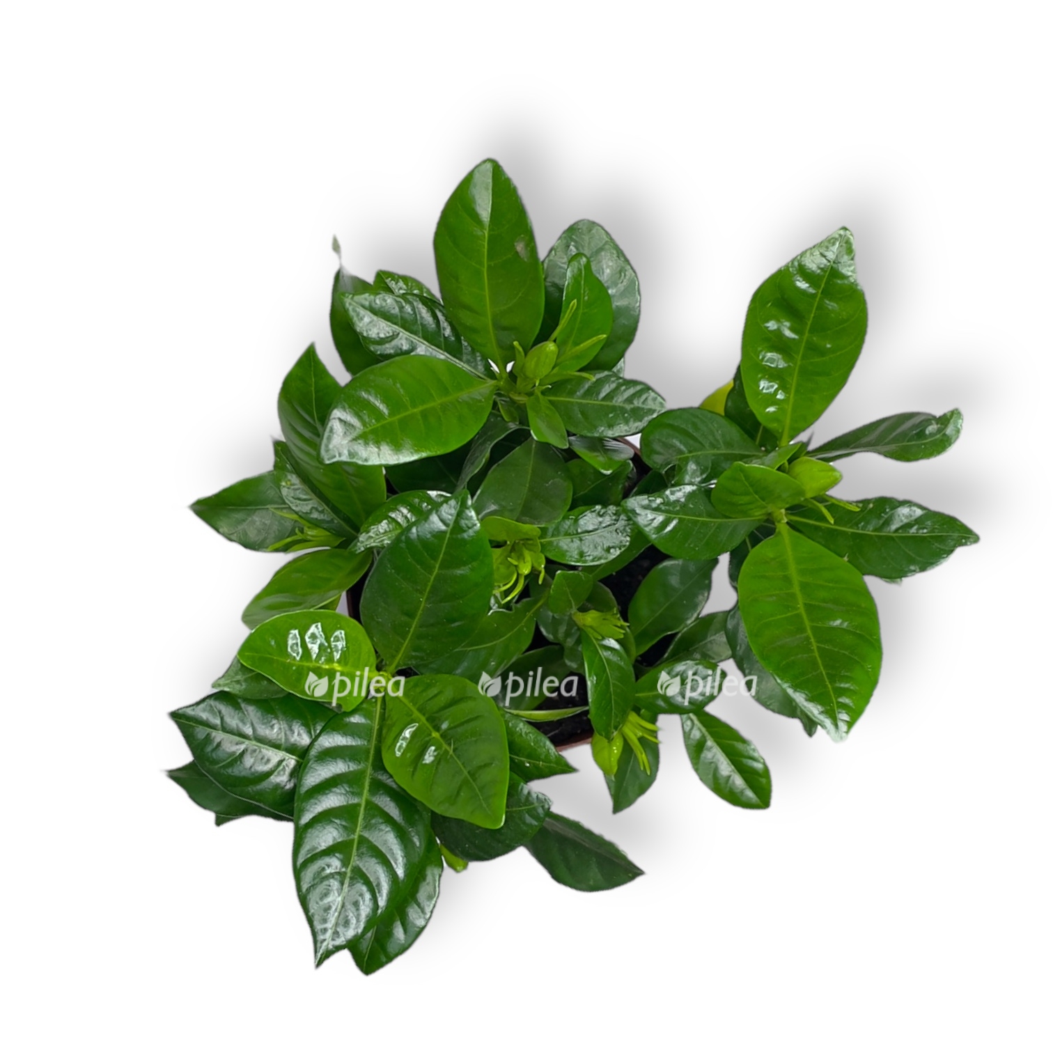 gardeniya zhasminovidnaya 15 sm