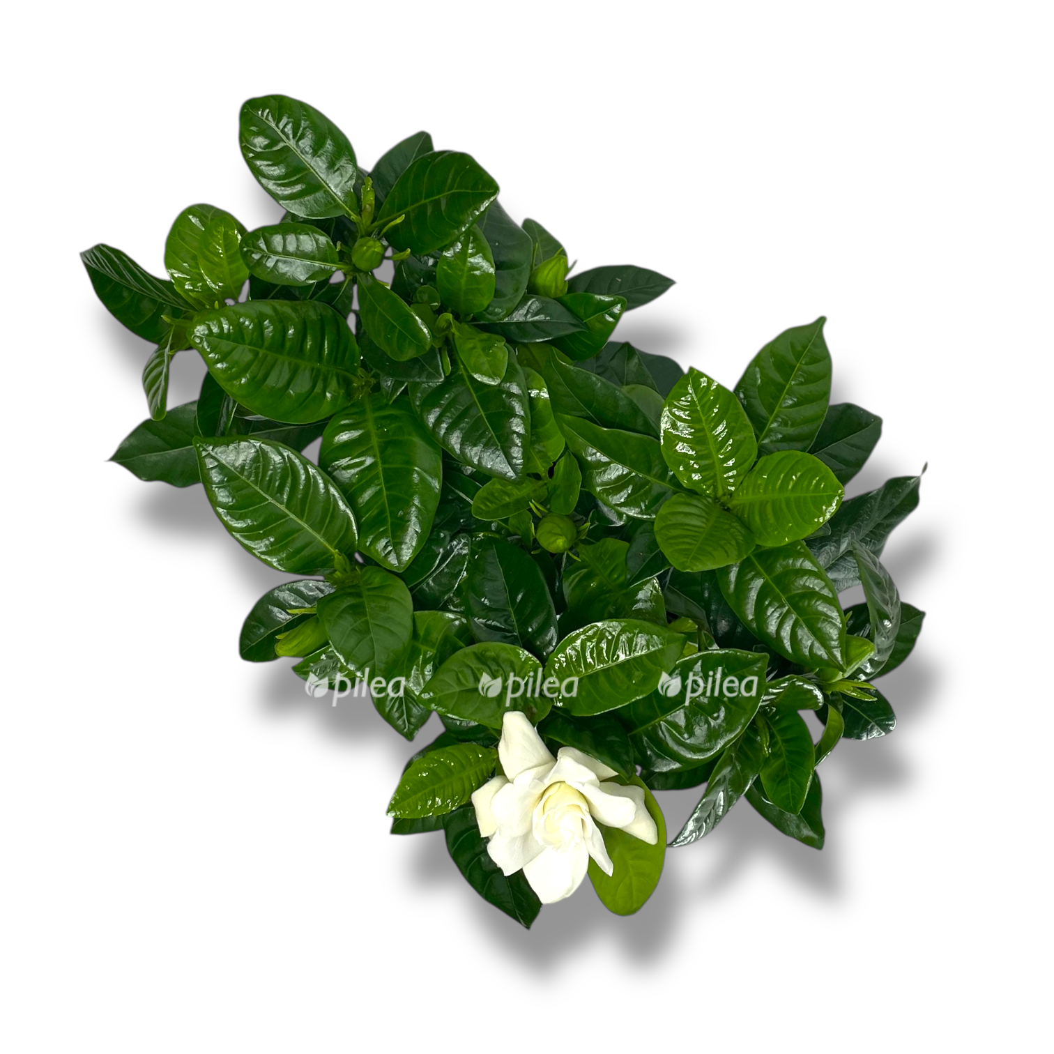 gardeniya zhasminovidnaya belaya