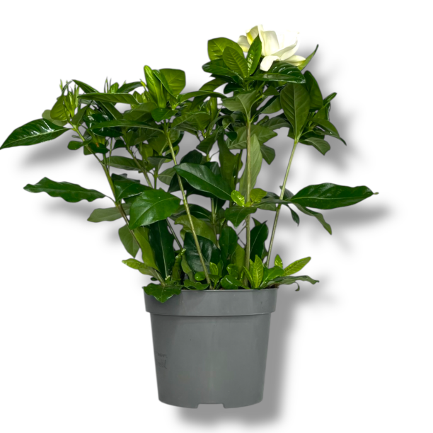 gardeniya zhasminovidnaya belaya e1770034590199