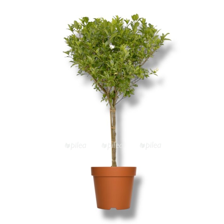 gardeniya zhasminovidnaya shtamb e1770413158315