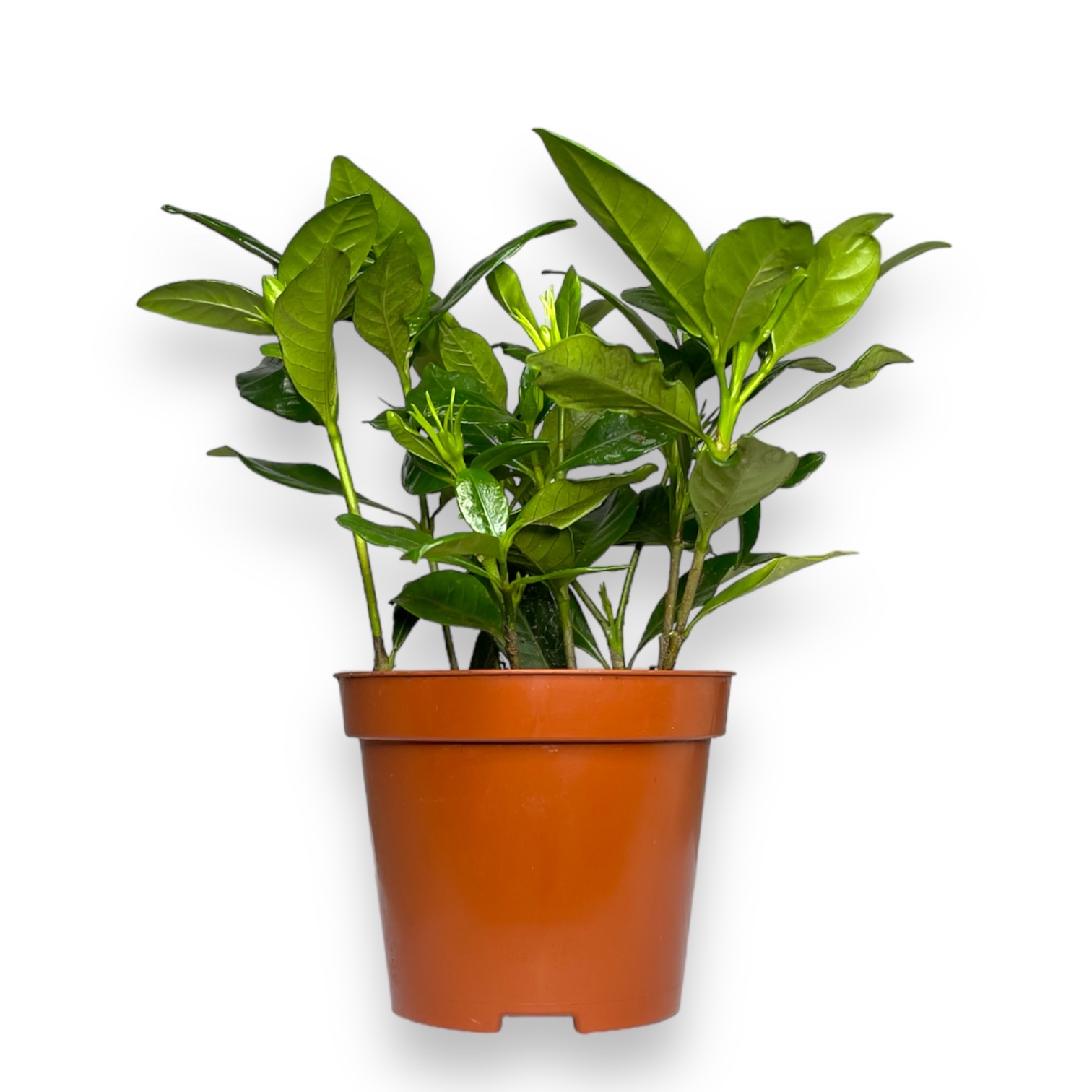 gardeniya zhasminovidnaya