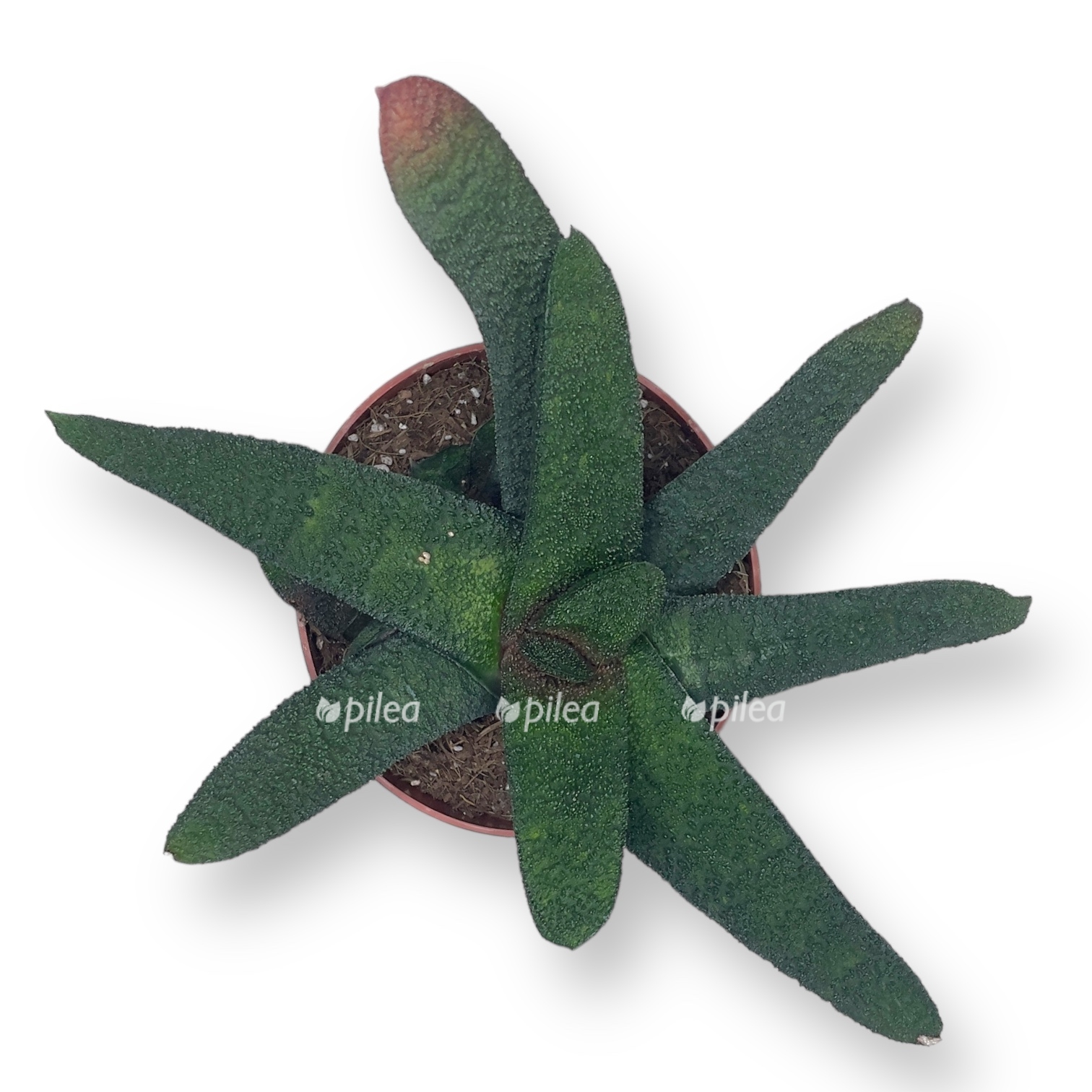 gasteria batesiana barberton