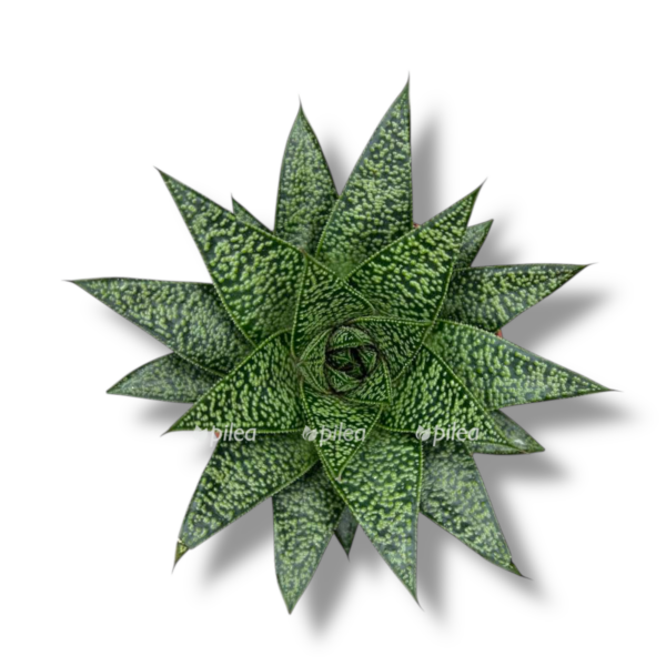 gasteriya di tiga e1758345448433