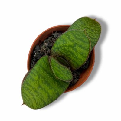 Гастерия Минима купить