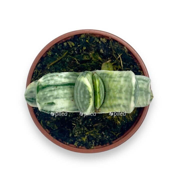 gasteriya sakura vajt e1699028587774