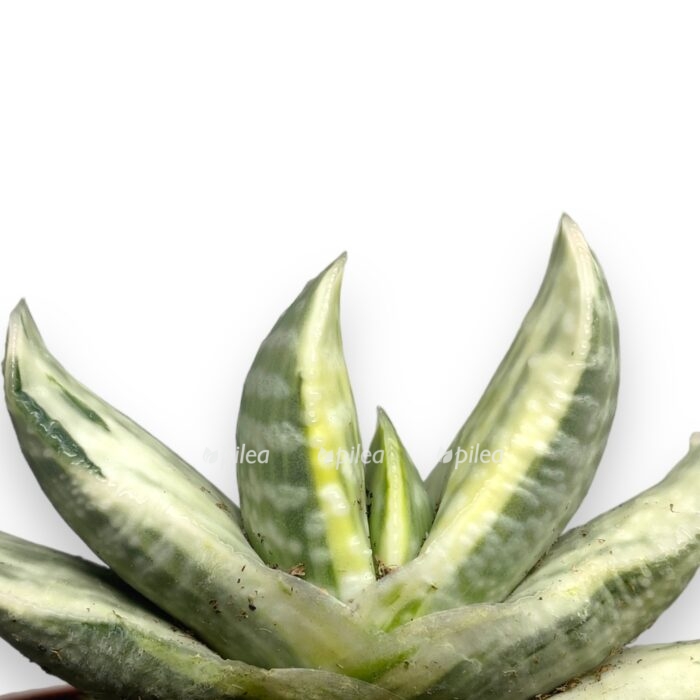 gasteriya sakura vajt. e1699028569666