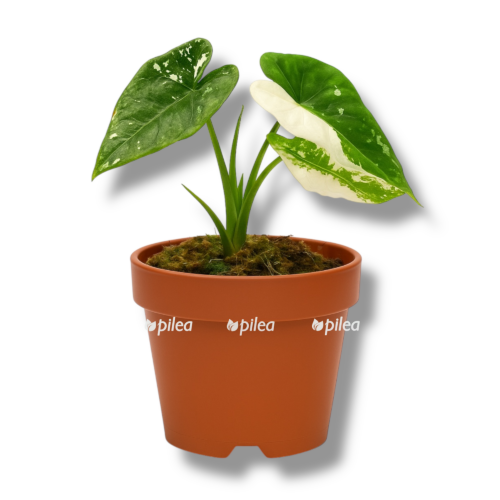 gde kupit alocasia simpo variegata e1758345390334