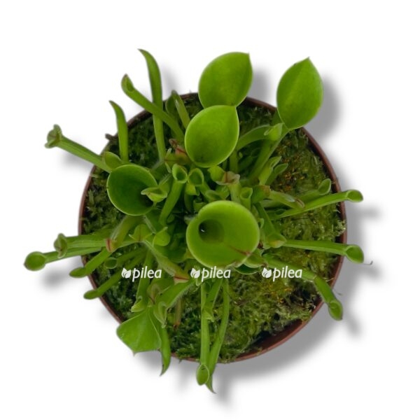 geliamfora e1757570307543