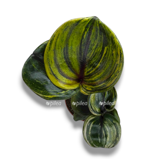 geogenantus ciliatus aurea flejm e1769750640929