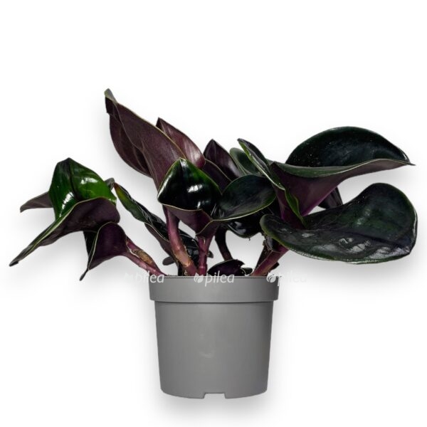 geogenantus ciliatus e1698939272677