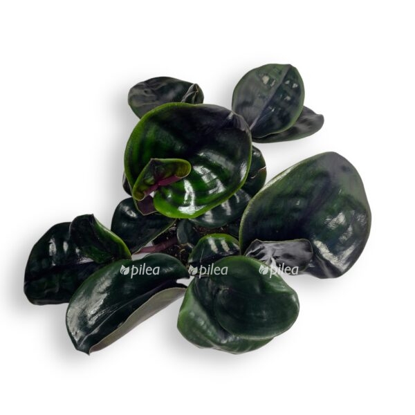 geogenantus ciliatus. e1698939280456