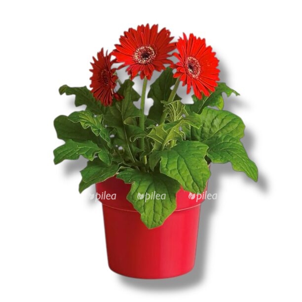 gerbera miks v gorshke e1769750869660