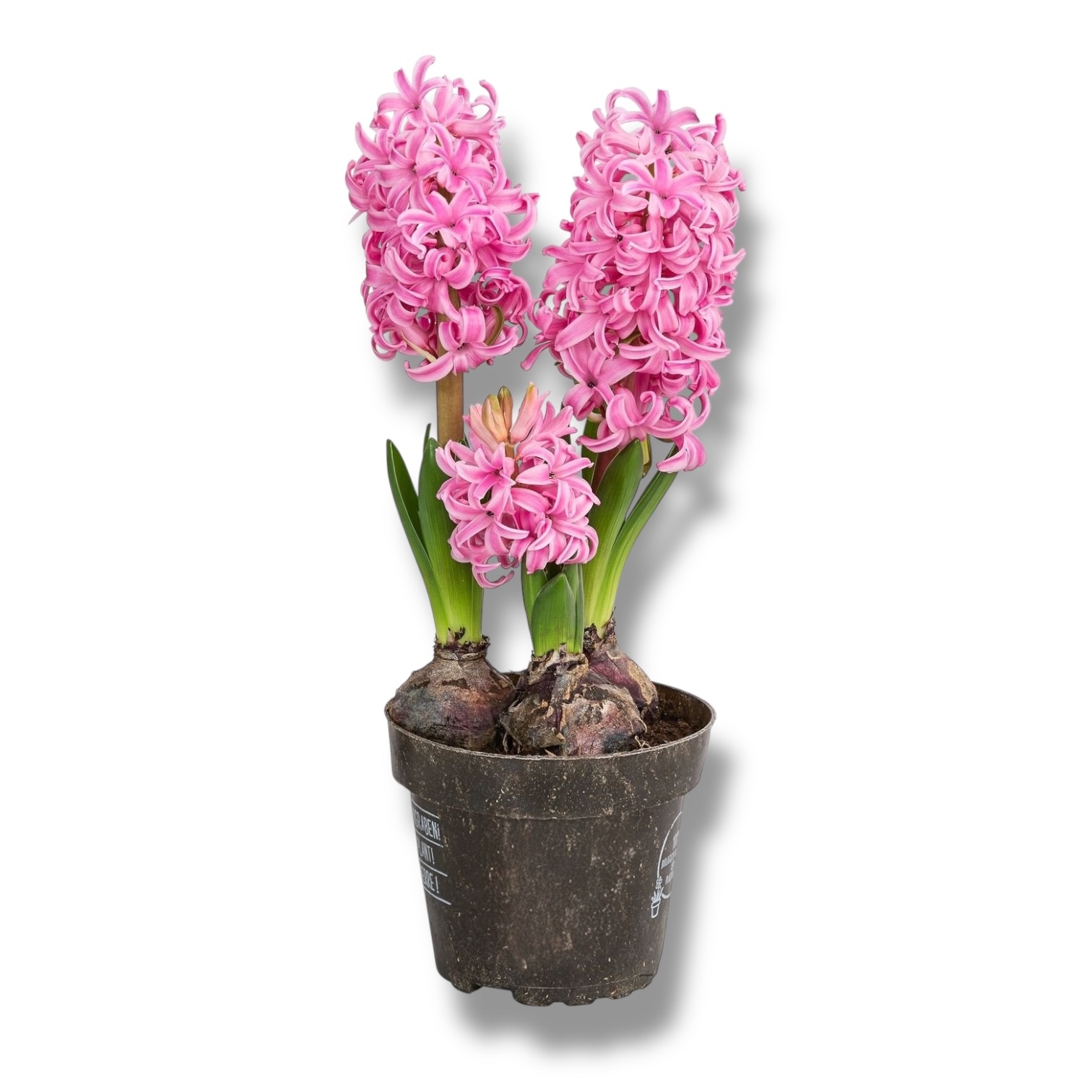 giacint dzhipsi kvin