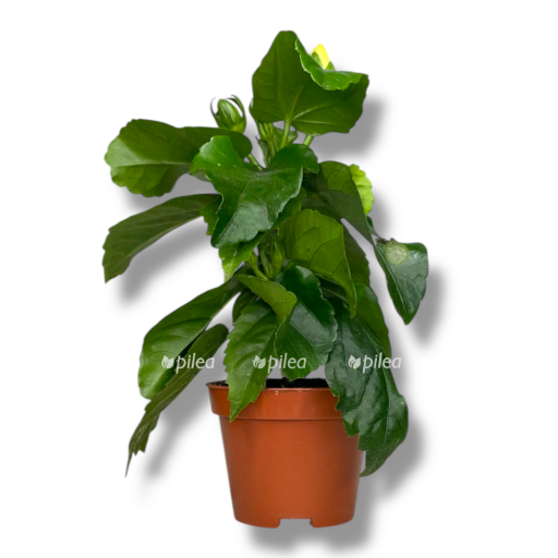 gibiskus mini e1768037361551