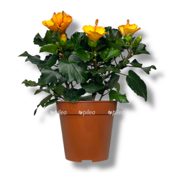 gibiskus oranzh e1767693340721