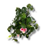 gibiskus pink drim