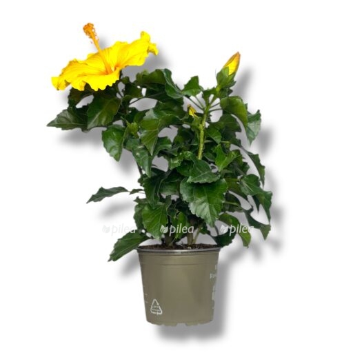 gibiskus sanni zheltyj e1768038083829