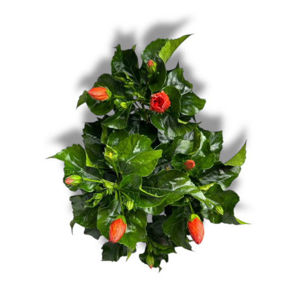 gibiskus shtamb e1763013294462