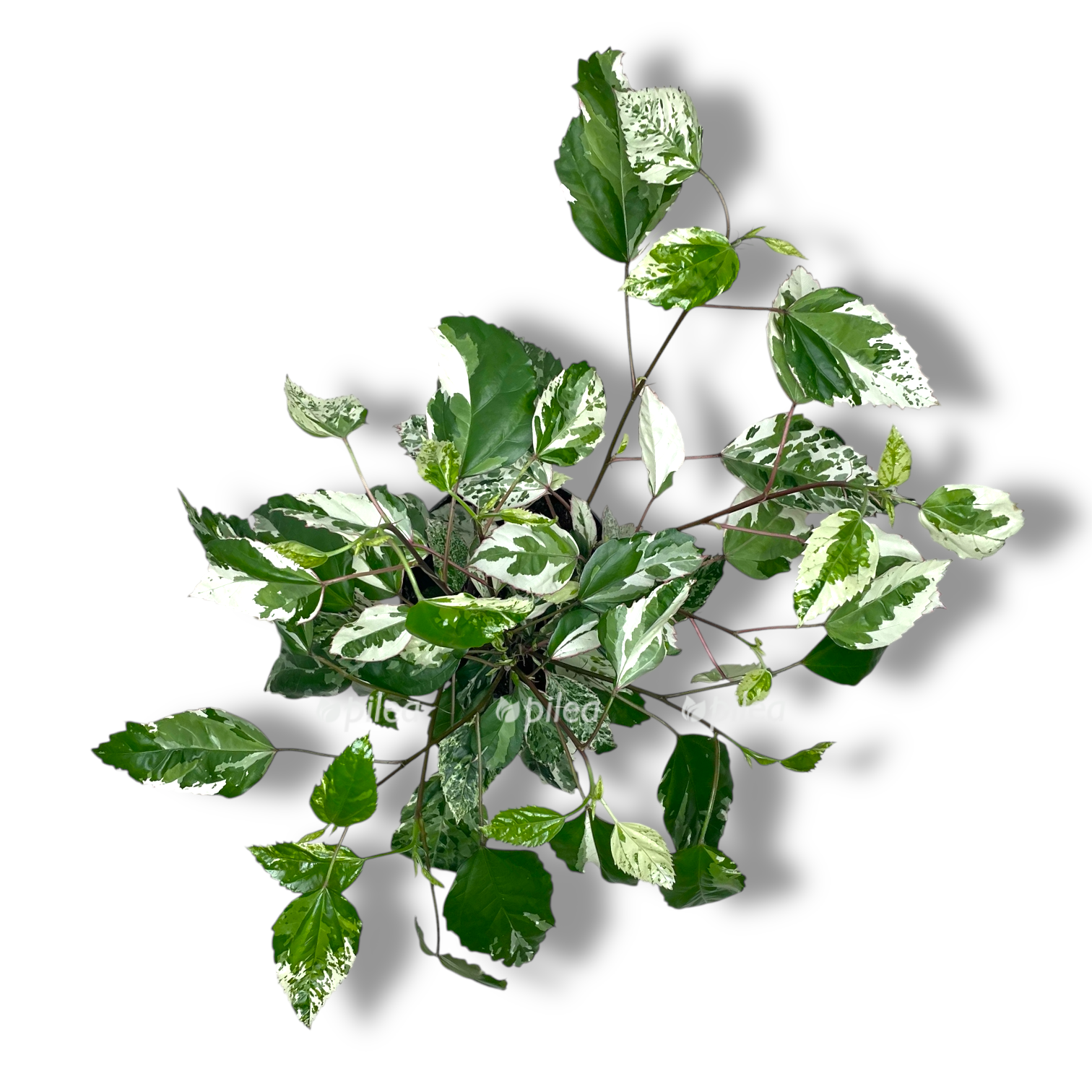 gibiskus variegatnyj