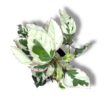 gibiskus variegatnyj 1 1