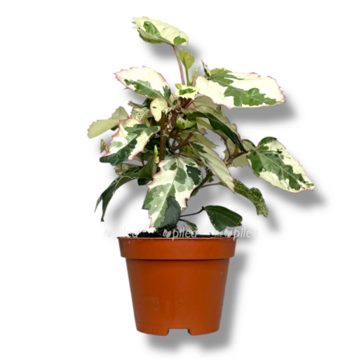 gibiskus variegatnyj e1769253046600