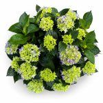 Гидрангея Макрофила Блю купить