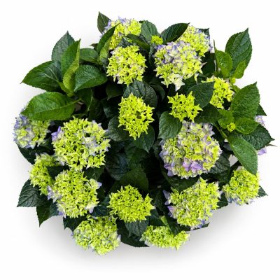 Гидрангея Макрофила Блю купить