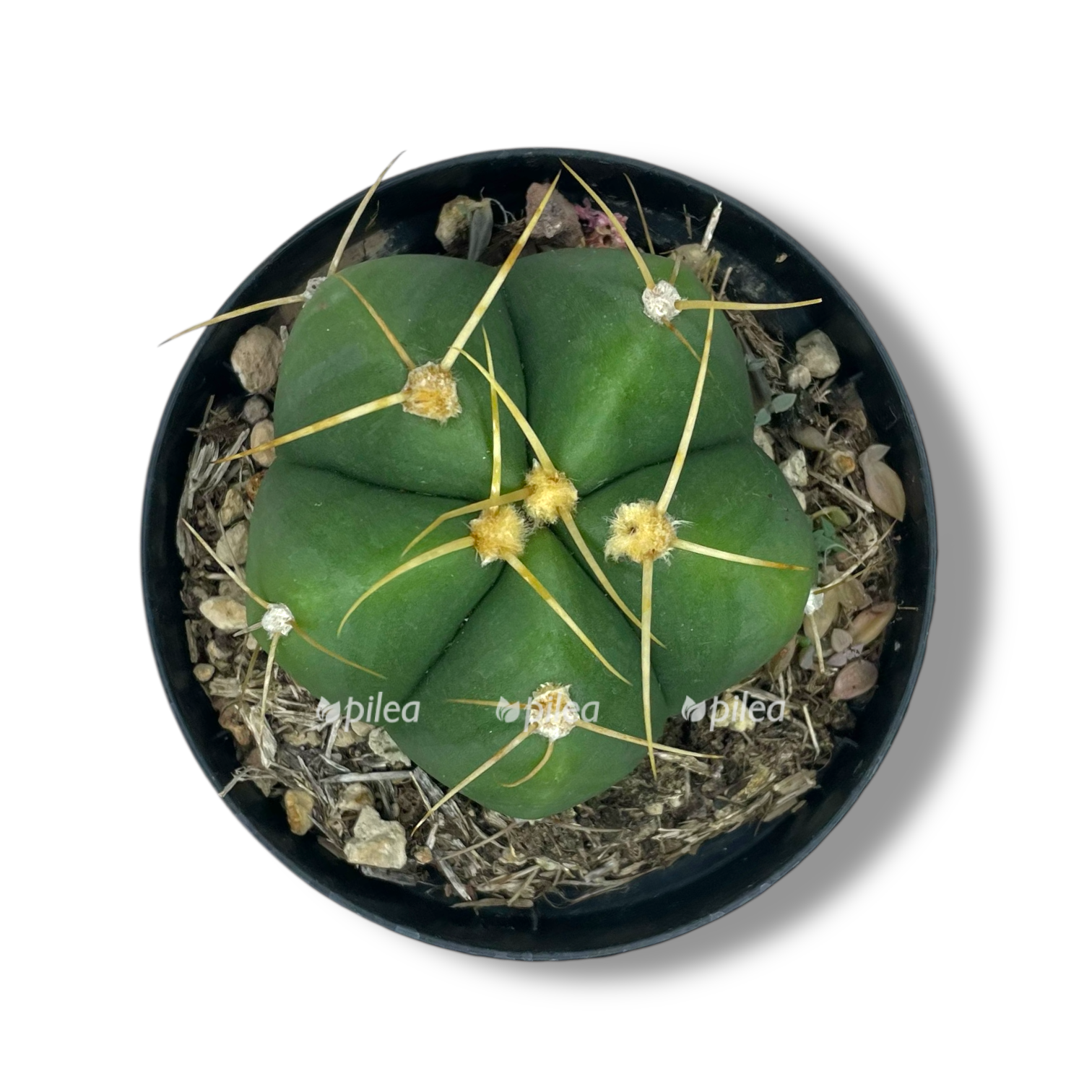 gimnokalicium horsta