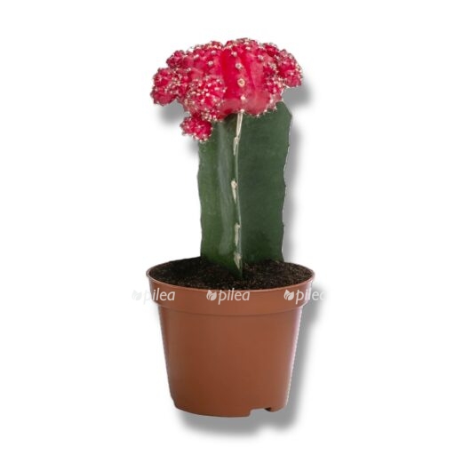 gimnokalicium miks e1769759810436