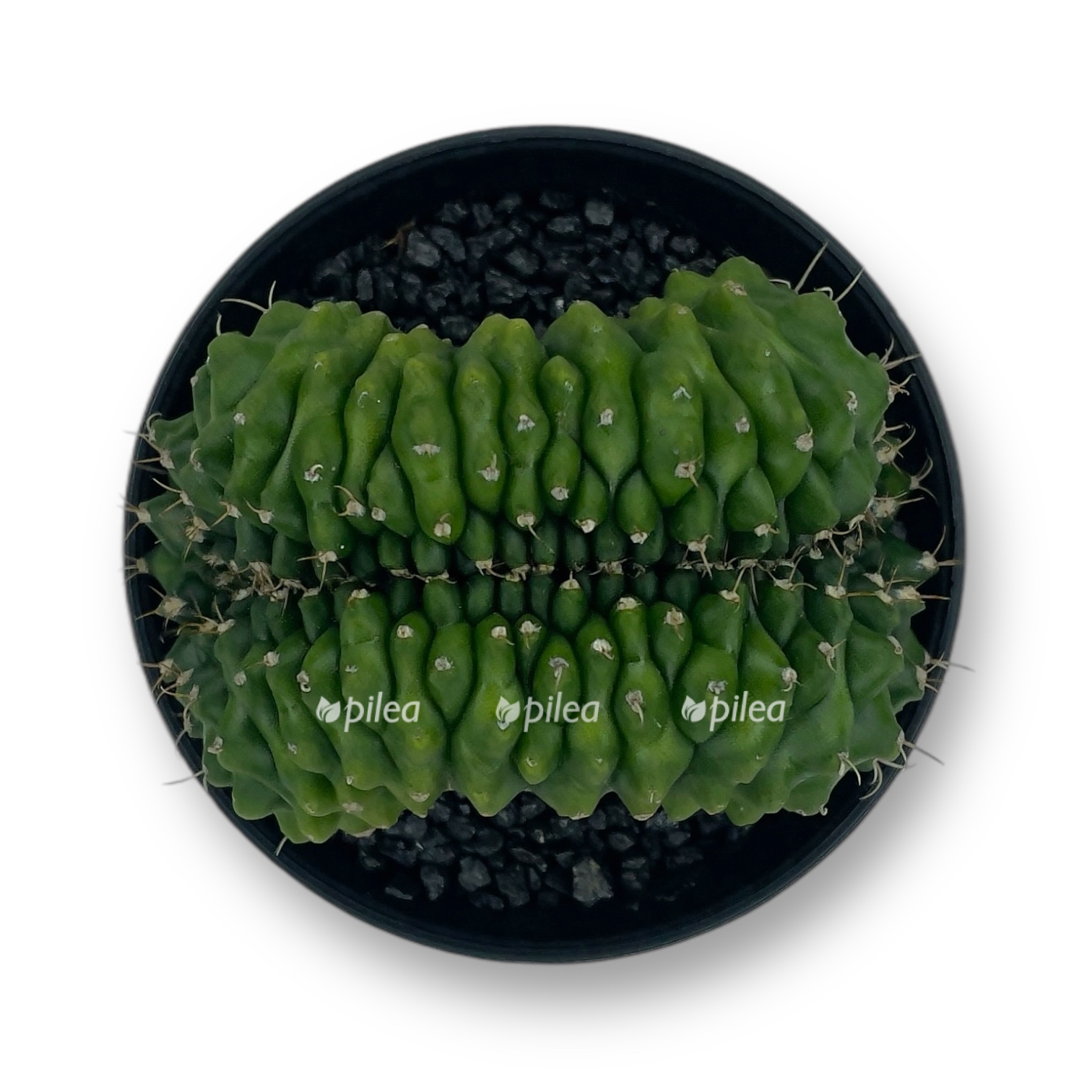 gimnokalicium spineless bridzh