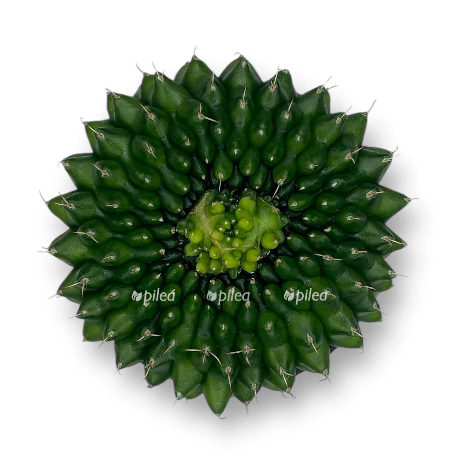 gimnokalicium spineless island