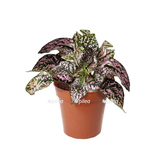 gipojestas miks 11 15 e1605541040854