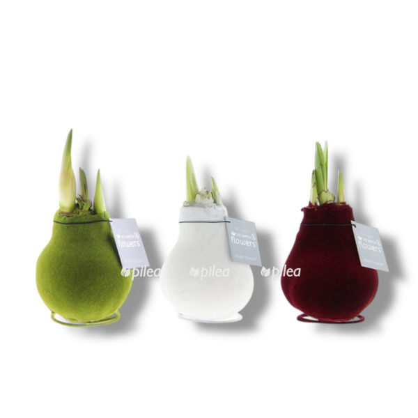 gippeastrum v voske e1763879926302