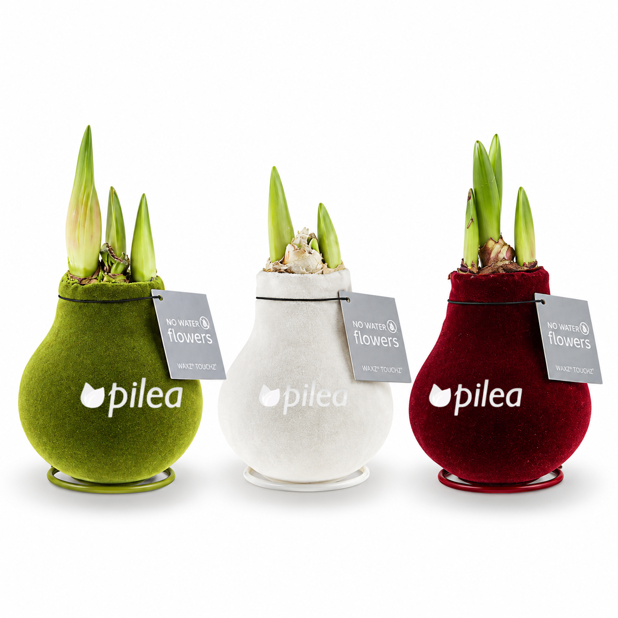 gippeastrum velvet glitter v voske