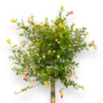 granat punika granatum shtamb