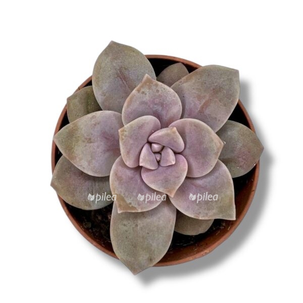 graptopetalum superbum e1743519925538