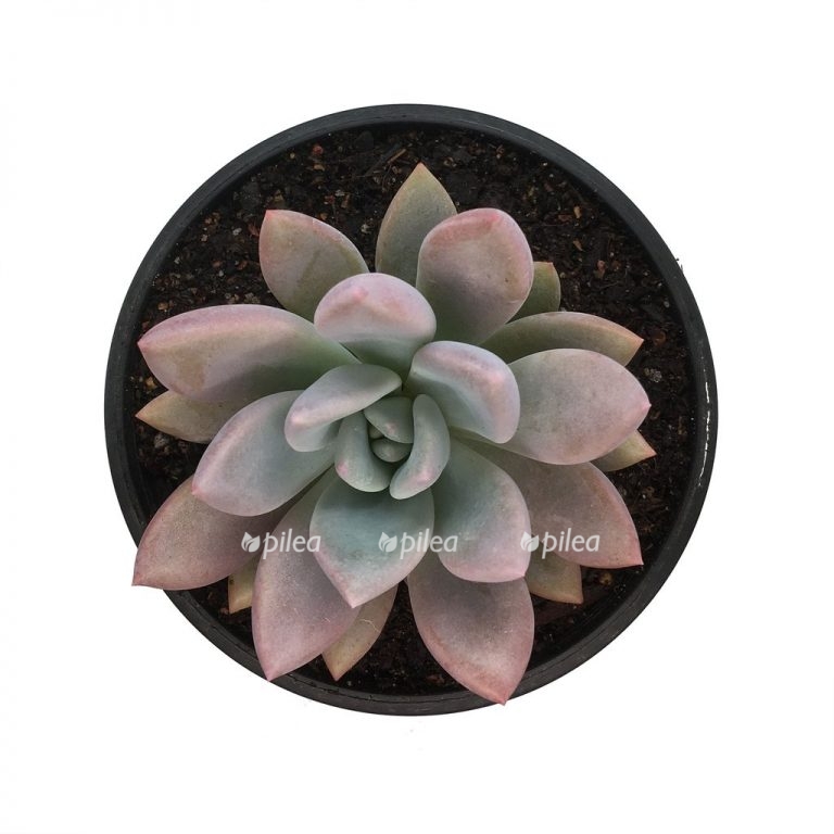 graptoveria opalina