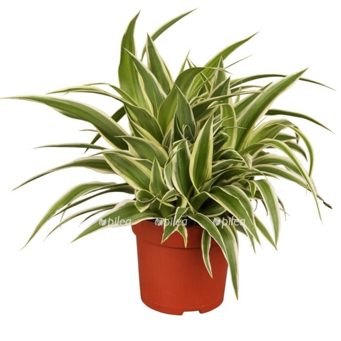 gruenlilie e1693044262628