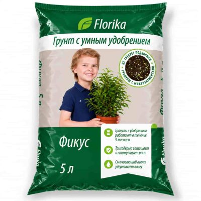grunt fikus