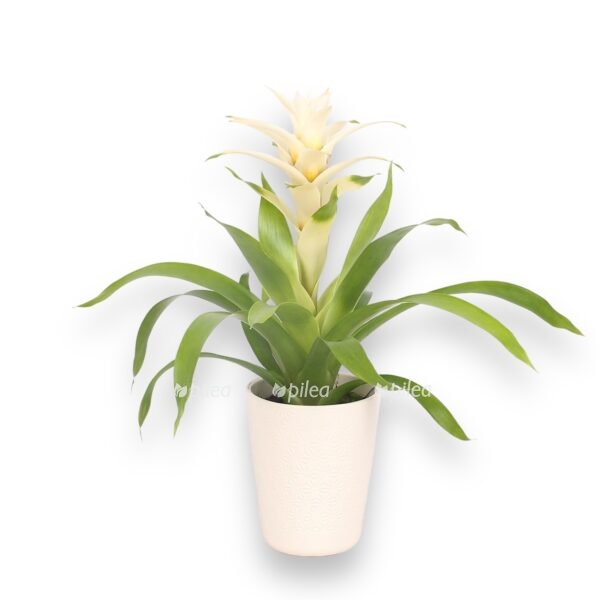 guzmaniya deseo vajt e1723821018471